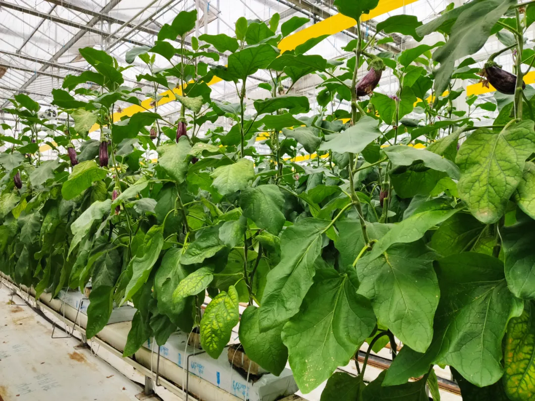 1640056288928817.png 1640056288928817.png